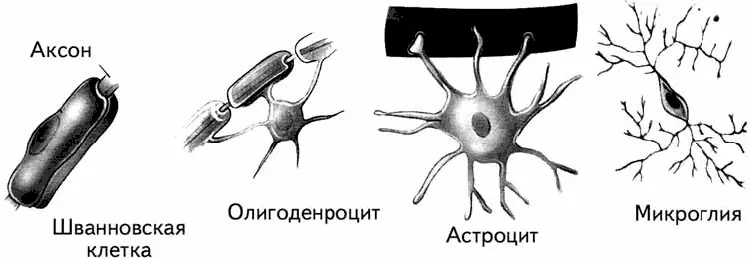 Рис 112 Формы некоторых глиальных клеток 2 Астроглия и микроглия очищают - фото 16