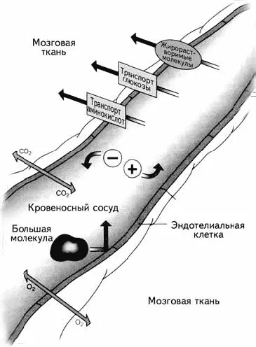 Рис 113 Гематоэнцефалический барьер 5 Астроглия формирует уникальный - фото 17