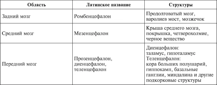 Рис 13 Схематическое расположение подкорковых ядер и структур Спрингер - фото 5