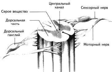 Рис 14 Строение спинного мозга Дорсальные корешки несут сенсорную - фото 7