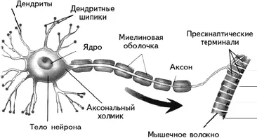 Рис 15 Строение мотонейрона Вегетативная нервная система иннервирует - фото 8