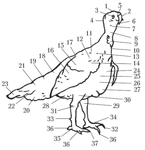 Стати индюка1 голова 2 клюв 3 глаз 4 ухо 5 ноздря 6 мясной - фото 1