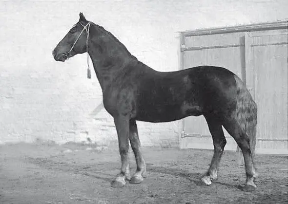 Лакей Недотрог Ласточка р 1908 г рыж жер зав Я И Бутовича У меня - фото 31