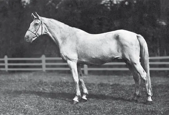 Нежата Недотрог Ненаглядная р 1908 г зав Я И Бутовича Низам 1334 - фото 35