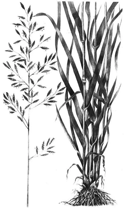 Рис 120 Овсяница тростниковидная Полевица белая Agrostis gigantea Poth - фото 20