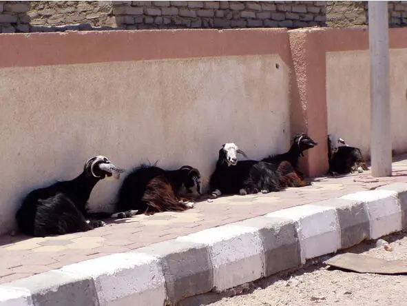 Goats lazily doze in the shade Divers wellknown sites in the region of Dahab - фото 17