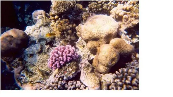 Photo of coral underwater The monastery of Saint Catherine St Catherines - фото 18