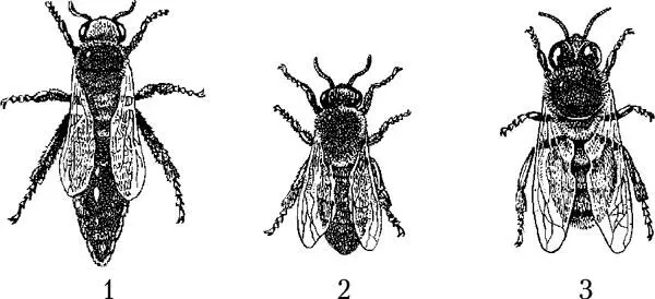 Рис 1 Особи пчелиной семьи 1 матка 2 рабочая пчела3 трутень Матка в - фото 1