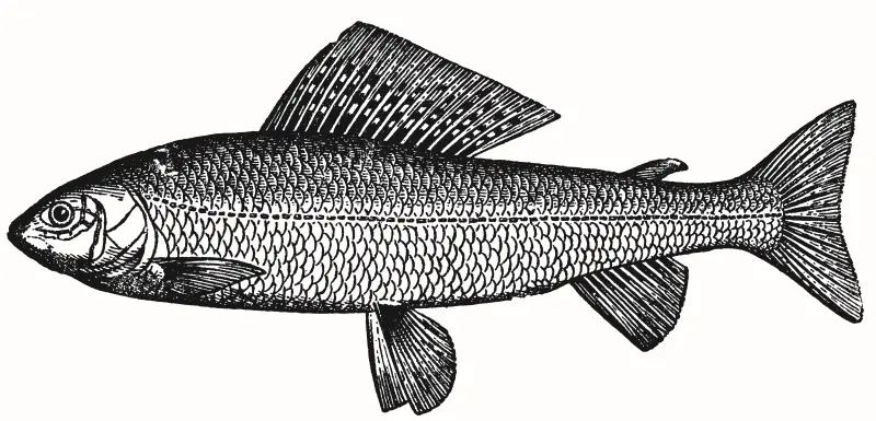 Рис 64 Хариус Хариуса очень легко отличить от всех других рыб по огромному - фото 65