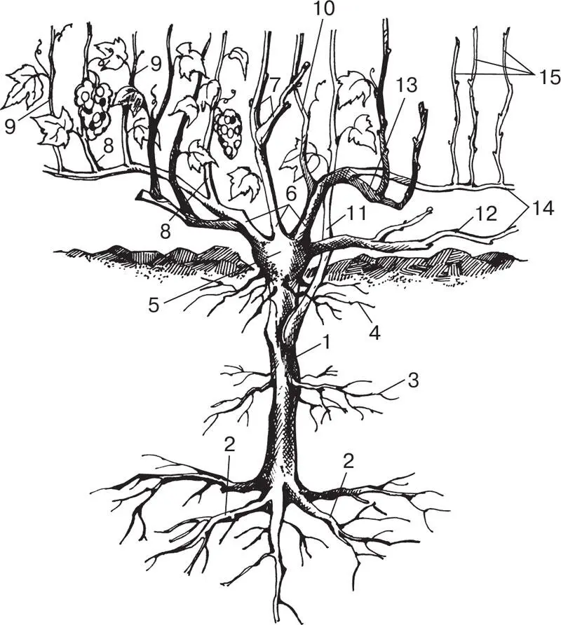 Рисунок 1Строение виноградного куста 1 корневой штамб 2 пяточные корни 3 - фото 1