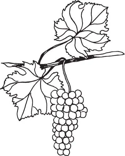 Рисунок 12Сорт Маленгр ранний Мускат жемчужный Виноград раннего срока - фото 14