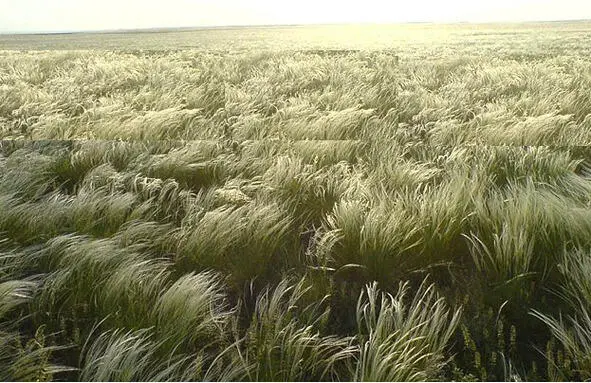 Степное море Остров летом Я никогда и не представлял себе что даже - фото 8
