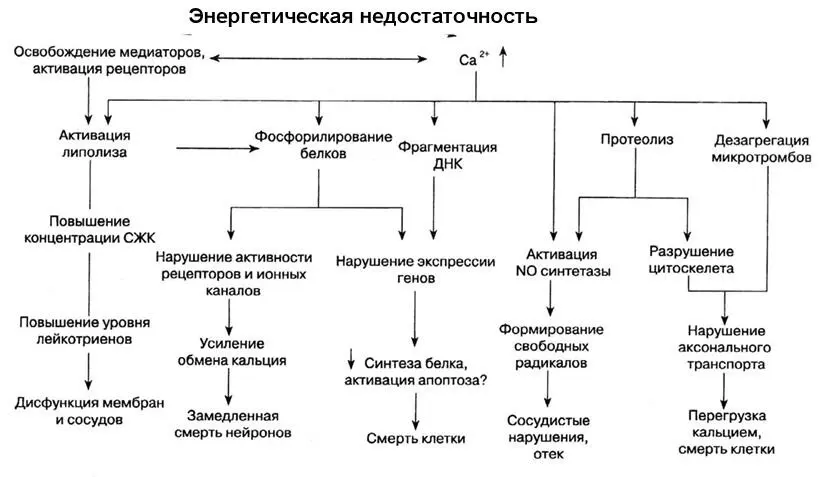 Рис 7 Кальцийзависимые реакции приводящие к гибели нейронов К категории - фото 9