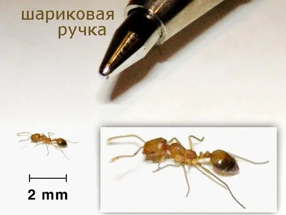 Грусть тоску мою развей Фараонов Муравей Почему такой ты малый Объясни мне - фото 8