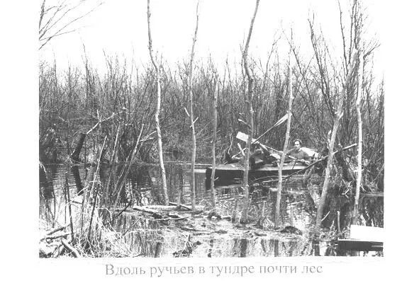 В конце июня в тундре бурная весна Уже или еще сидят на гнездах птицы уже - фото 33