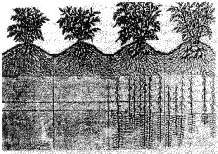 Рис 22 После снятия ранних культур картошки лука моркови чеснока мы - фото 30