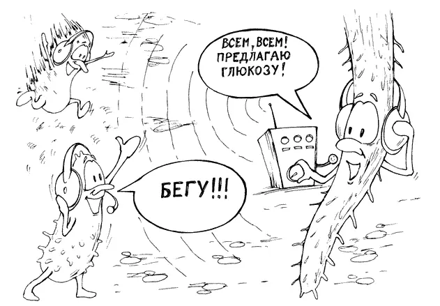 Показано корни сами ищут подходящую грибницу и особенно усердно когда - фото 47