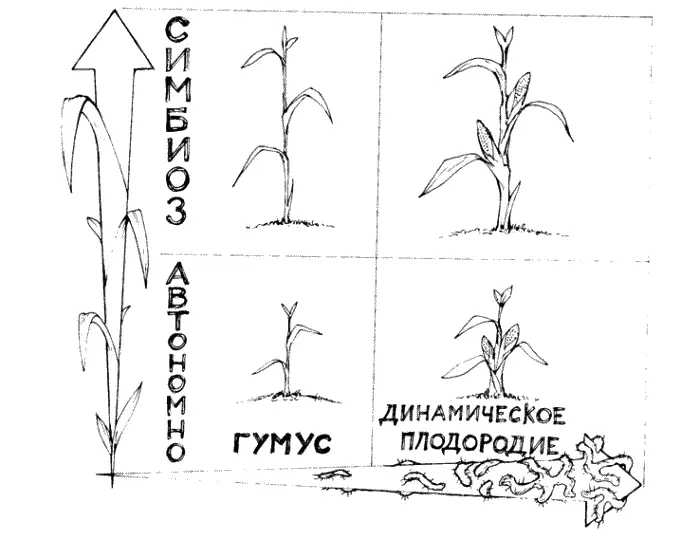 Рис 34 Итак вырисовывается ясная картина растительного питания Основное - фото 48