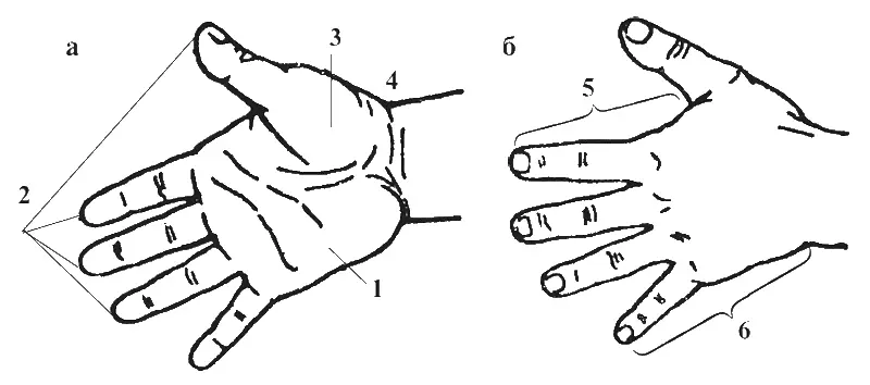 Рис 1 Ладонная а и тыльная б поверхности кисти 1 возвышение V пальца - фото 1