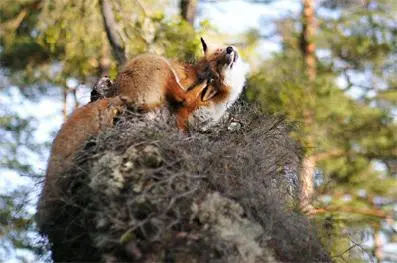 Снуссен очень любит забираться на поваленные деревья с торчащими в разные - фото 14