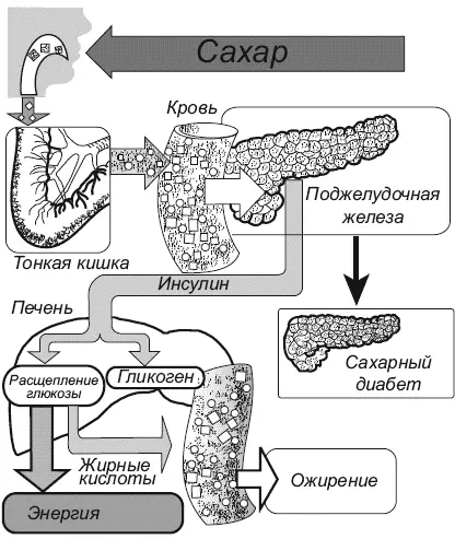 Рис 1 Ожирение одна из основных причин развития сахарного диабета Рис 2 - фото 2