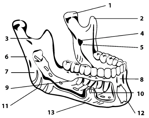 Рис 3Нижняя челюсть 1 мыщелковый отросток 2 венечный отросток 3 - фото 24