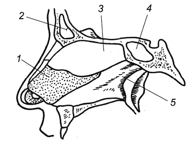 Рис 2 Носовая перегородка 1 четырехугольный хрящ 2 лобная пазуха 3 - фото 2