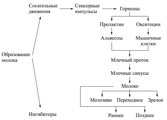 Схема 1 Образование грудного молока Для эффективного сосания необходим - фото 4
