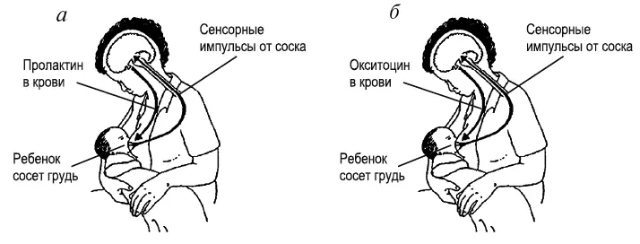 Рис 2 Механизм кормления грудью а рефлекс пролактина б рефлекс - фото 5