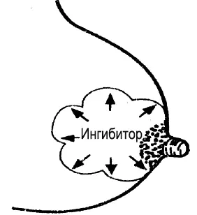 Рис 3 Ингибиторы грудного молока Что такое лактационные кризы - фото 6