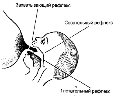 Рис 4 Рефлексы ребенка Что помогает ребенку удерживать грудь во время - фото 7
