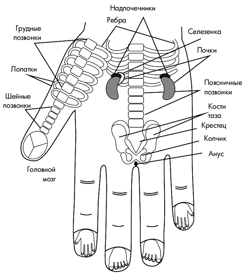 РИС 2 Система соответствия телу на кисти тыл кисти У человека конечности - фото 2