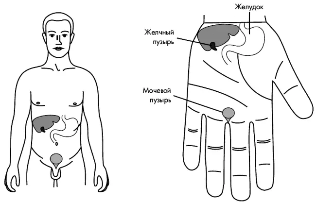 РИС 9 Соответствия желчному пузырю желудку мочевому пузырю на левой кисти - фото 9