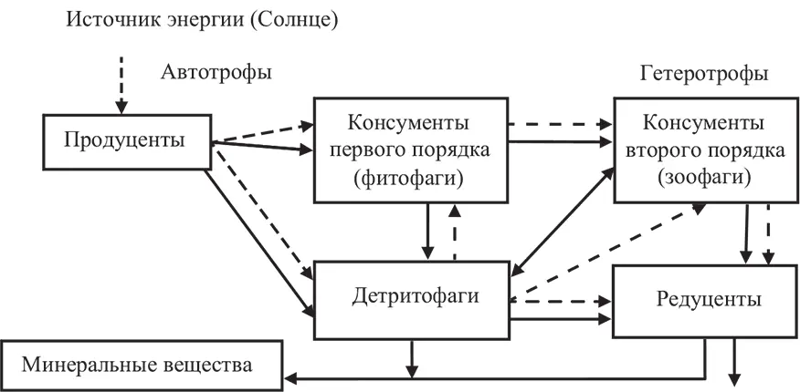 Рис 32 Классическая пищевая цепь Такая последовательность и соподчиненность - фото 12