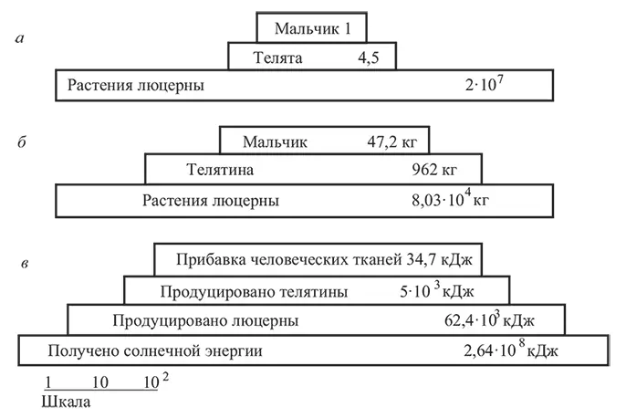 Рис 33 Пример простых трофических пищевых пирамид данные приведены в - фото 14