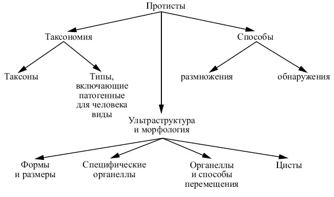 Дизентерийная амеба ТаксономияДизентерийная амеба или Entamoeba histolytica - фото 15