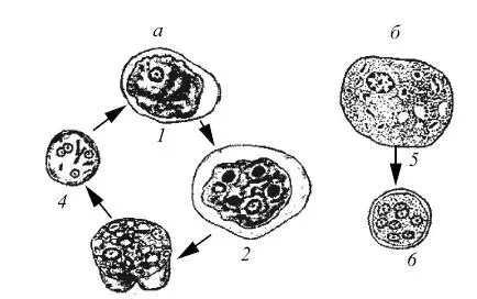 Рис 11 Entamoeba histolytica а и Entamoeba coli 6 1 тканевая форма 2 - фото 16