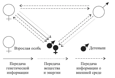 Рис 16 Связи особей в популяции на примере млекопитающих Все закрепившиеся - фото 9