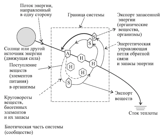 Рис 21 Функциональная схема экосистемы Ю Одум 1975 Исходя из этого - фото 21