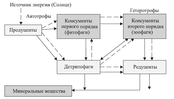 Рис 23 Классическая пищевая цепь П е р в ы й уровень образуют автотрофные - фото 23