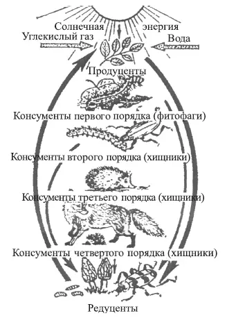 Рис 28 Биотический круговорот веществ пищевая цепь по АГ Банникову и - фото 29
