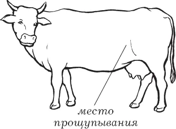 Рис 37 Прощупывание плода через брюшную стенку Корову ежедневно прогуливают - фото 39