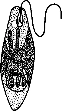 Рис 16 Euglena viridis Внешний вид клетки Род трахеломонас Trachelomonas - фото 6
