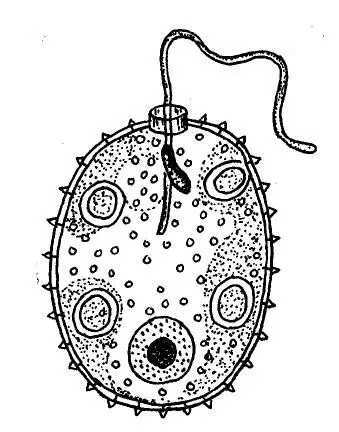 Рис 17 Trachelomonas Внешний вид клетки Рис 18 Phacus Внешний вид - фото 7