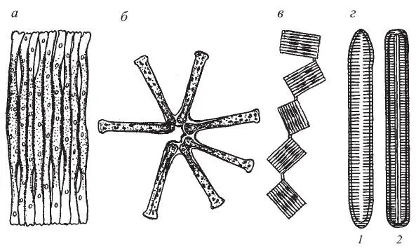 Рис 116 Общий вид колоний Flagilaria a Asterionella б Tabellaria в - фото 16