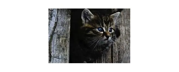 Чей котёнок господа Что с ним делать и куда Где сего кота хозяйка Эй - фото 59