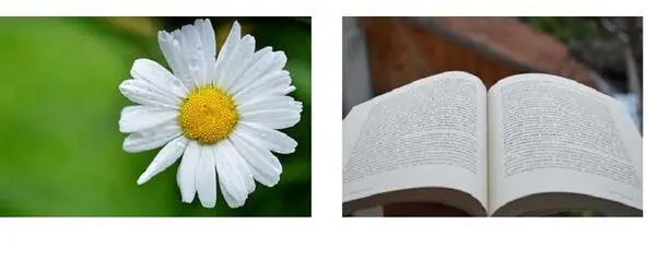 Ромашка Книга Множественное число много предметов мн ч Книг иРомашк и - фото 39