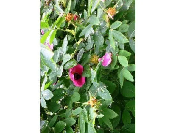 Здесь шмель колдует в чашечке цветка дрожат на листьях капельки дождя Душой - фото 7