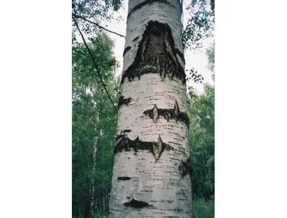 У коры берёзовой невольно я У коры берёзовой невольно я задержала - фото 90