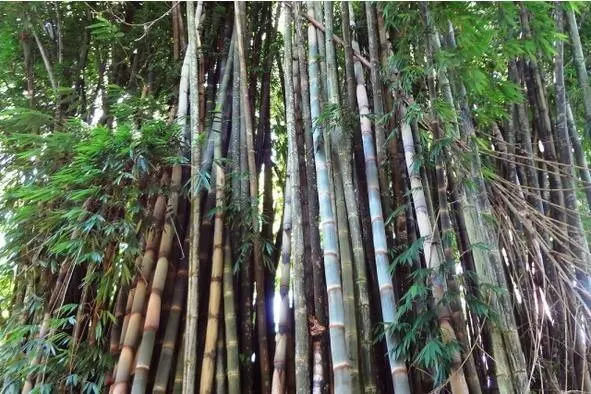 Высота стеблей Бамбука может достигать 1520 метров Странно но Бамбук - фото 6